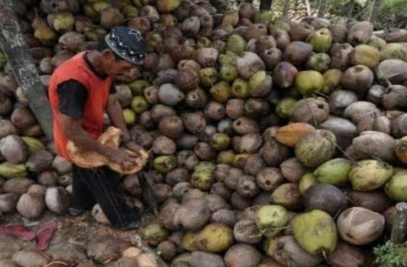 Ilustrasi komoditi perkebunan di Riau naik tipis (foto/int)